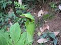 Whipcord Cobra Lily